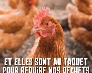 J'adopte une poule pour réduire mes déchets